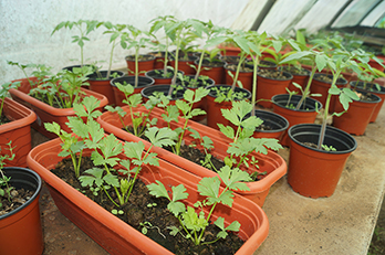 production de semences et plantes potagères